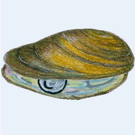 animus aquae